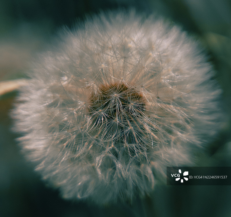 特写一株精致的蒲公英种子头，象征着许愿和新的开始图片素材