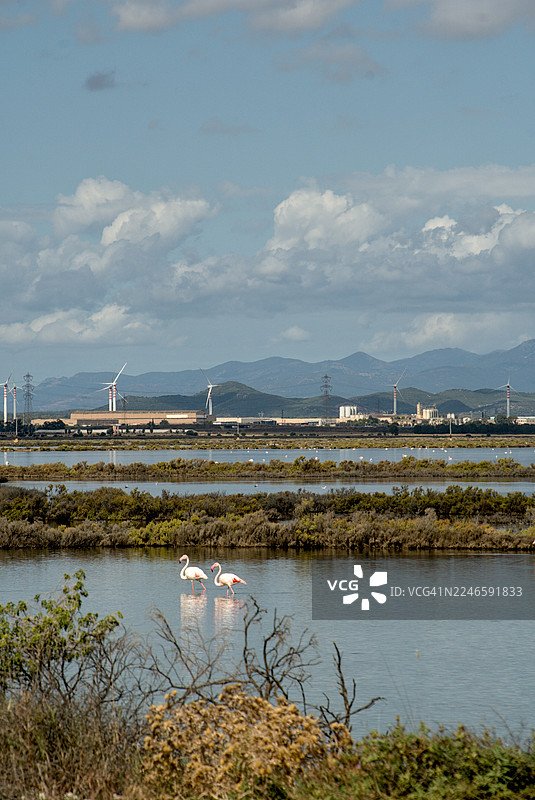 两只火烈鸟在湖中涉水，背景是工业区和风力涡轮机，天空多云，地点在意大利卡利亚里。图片素材