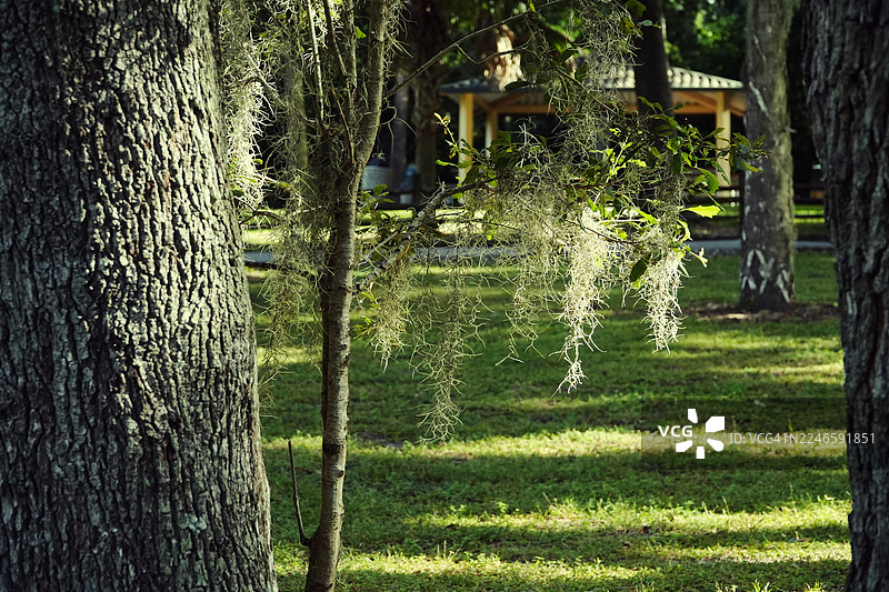 阳光下的西班牙苔藓垂挂在绿意盎然的公园树木上图片素材