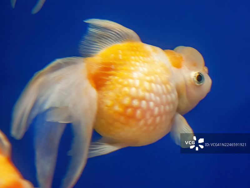 皇冠珍珠鳞金鱼图片素材