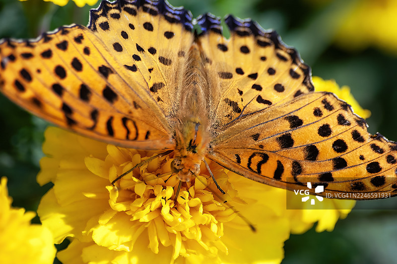 印度矍眼蝶图片素材