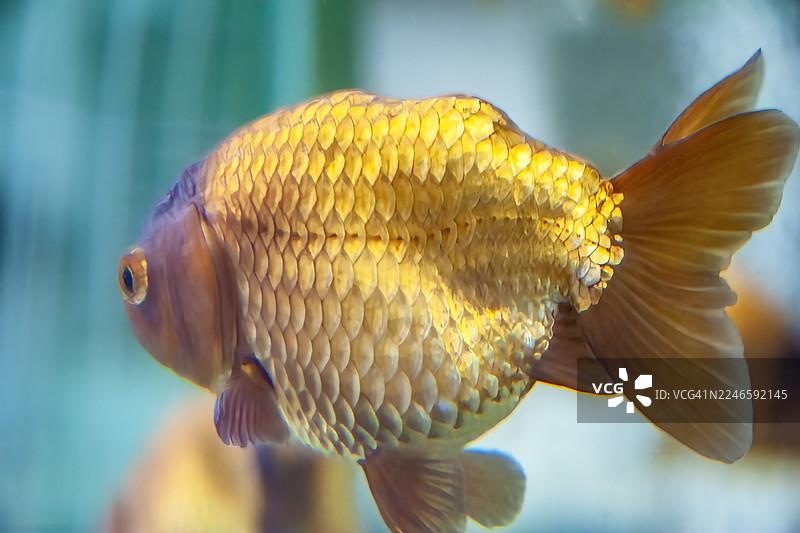 金龙鱼图片素材