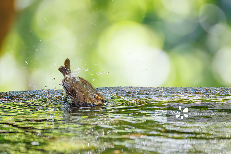 一对可爱的黄臀鹟(Ficedula narcissina)在日本神奈川县秦野市的吾妻山鸟类保护区、小山公园内的一个水盆里沐浴 - 2025年。图片素材