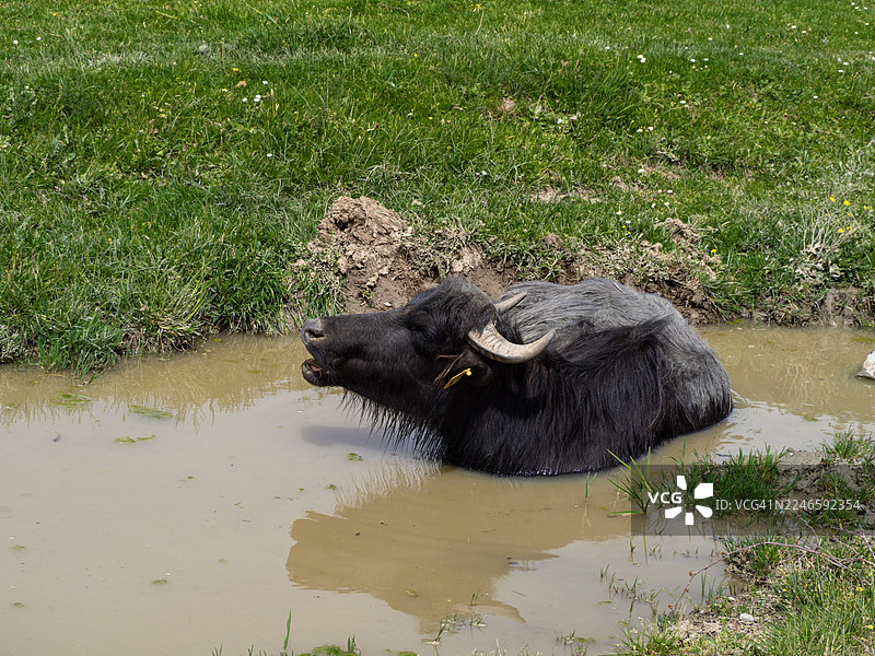 晴天时，水牛在绿草环绕的泥坑里打滚图片素材