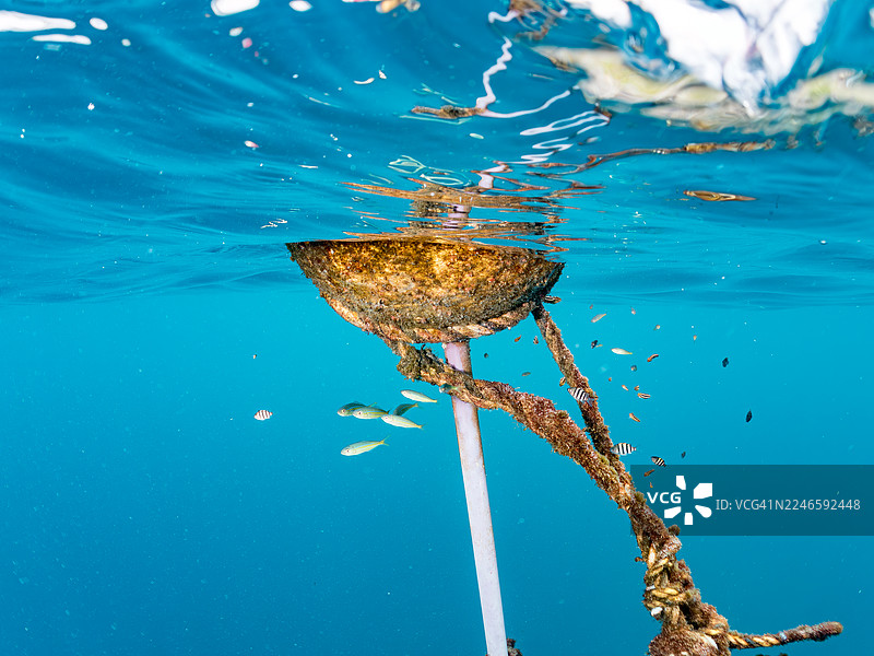 大西洋鲹、虹彩鱼、鹦鹉鱼、斑纹颌鱼、条纹海葵鱼、白斑矮海龙、幼鱼生活在浮标处。半水面照片。图片素材