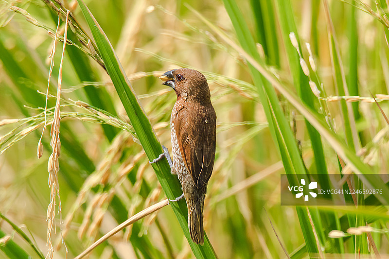 特写：一只斑胸雀在稻田的稻株上栖息图片素材