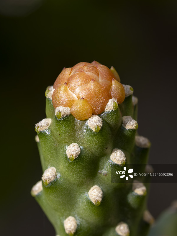 深色背景下，一株充满活力的绿色仙人掌特写，上面正孕育着橙色果实。图片素材