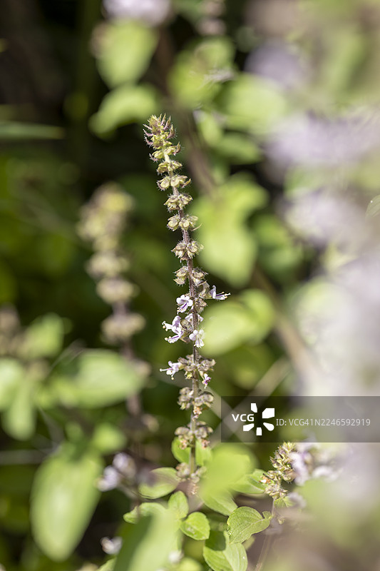 特写镜头，一株绿色叶片的紫色开花植物，背景柔焦图片素材
