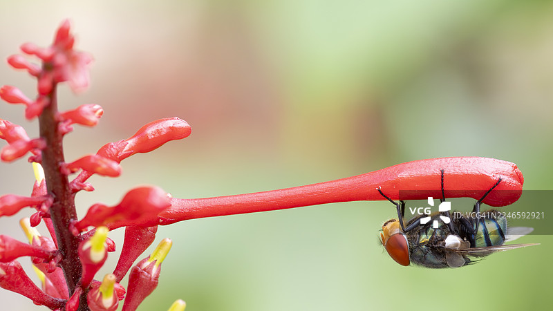 特写：一只生机勃勃的绿色食肉蝇倒挂在一朵鲜艳的红花上，背景为柔和的绿色图片素材