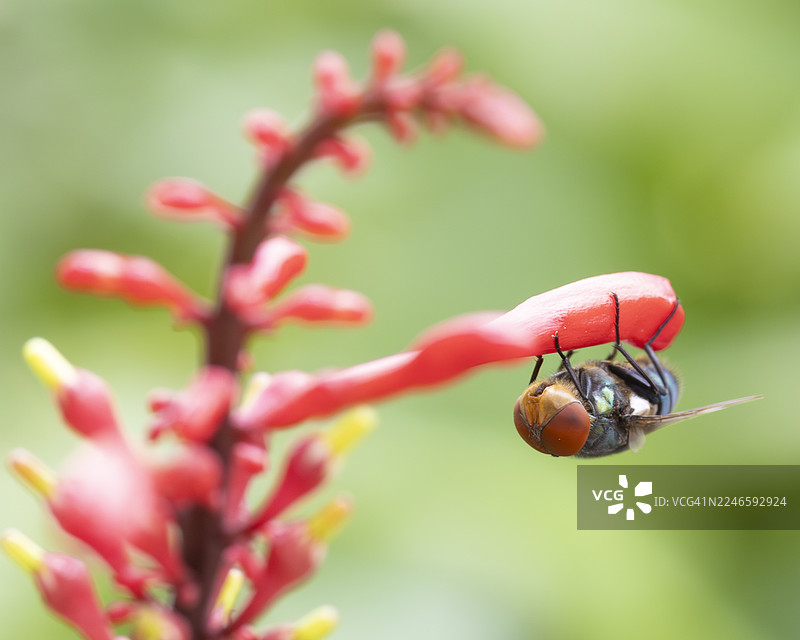 一只苍蝇倒挂在一朵鲜艳的红花上，背景是柔和的绿色，特写镜头图片素材