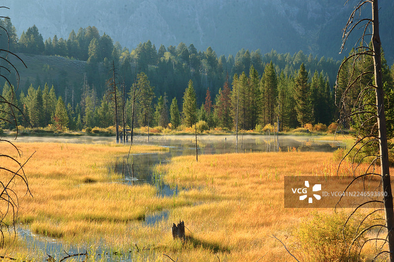 薄雾笼罩水面，田野上的松树风景，美国，美国，麦迪逊县图片素材