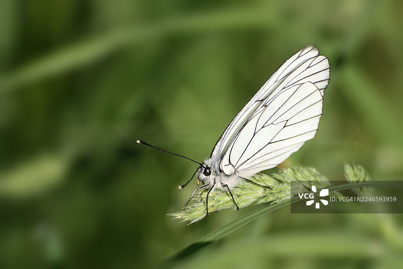 特写：一只白蝴蝶停在一片绿草上，置身于大自然之中图片素材