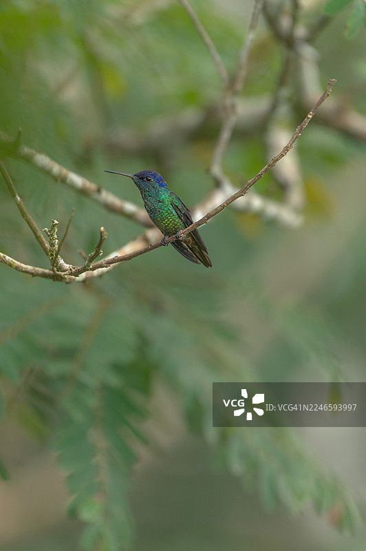 特写：一只充满活力的翠绿色和蓝色蜂鸟栖息在树枝上，背景是模糊的绿叶图片素材