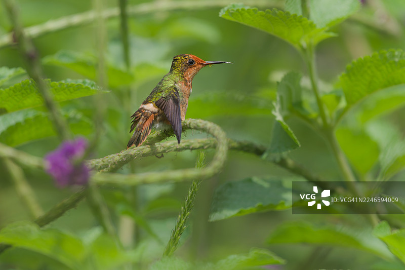 自然界中，一只红尾蜂鸟栖息在绿色植物茎上的特写图片素材