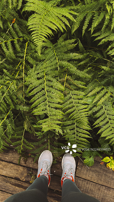 站在铺满青翠蕨类植物的木栈道上的人的下半身图片素材