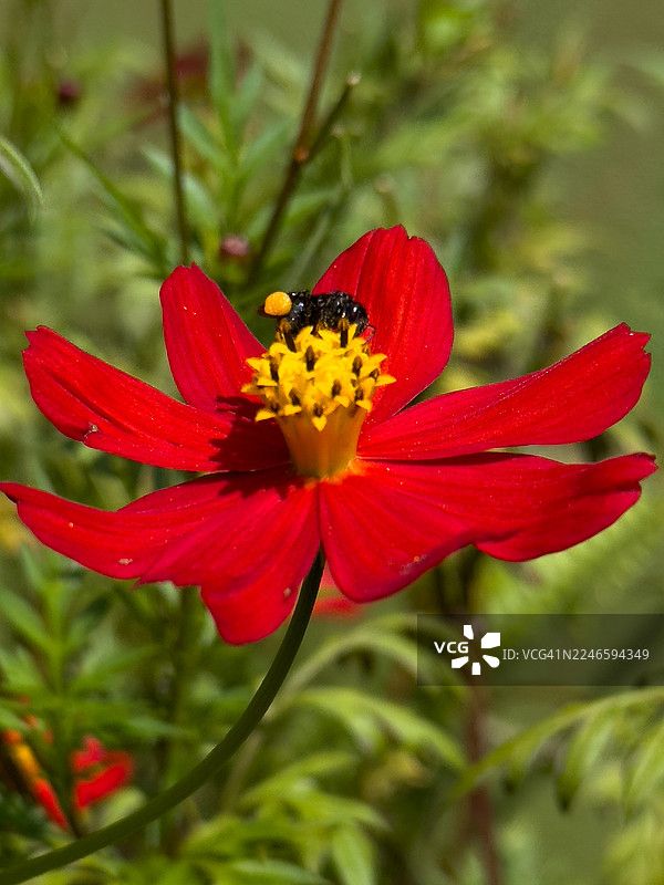 蜜蜂采集花粉的红色波斯菊特写图片素材