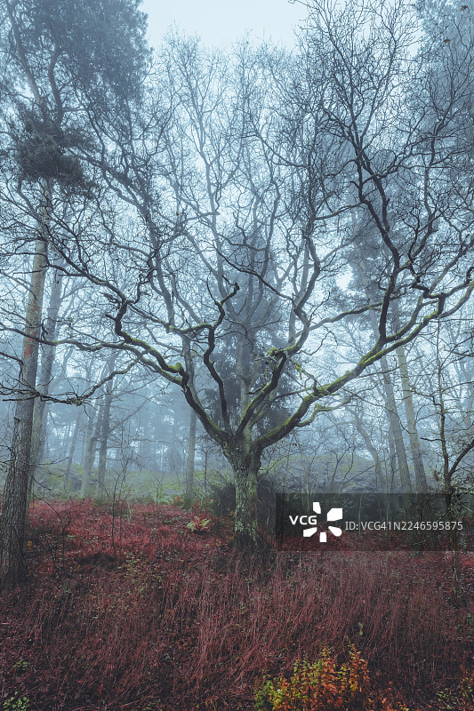 美丽、朦胧、梦幻般的秋季森林图片素材