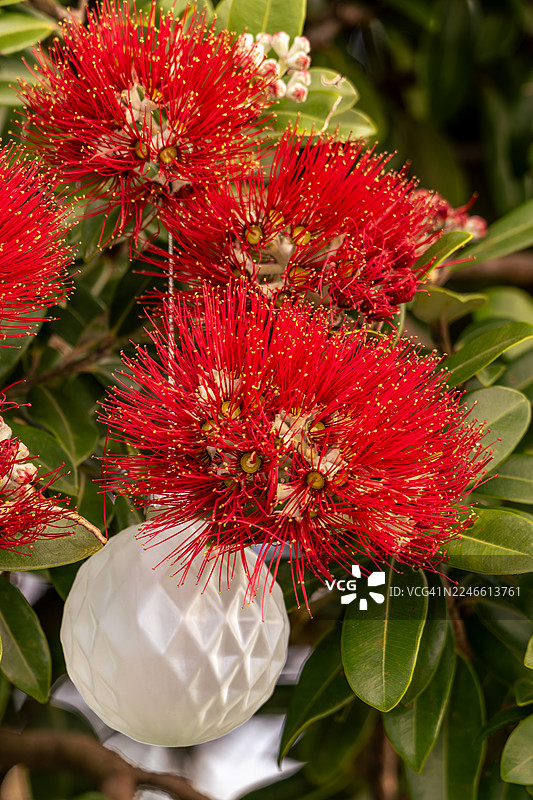 新西兰一棵开花的Pohutukawa树上悬挂着美丽的圣诞装饰。图片素材
