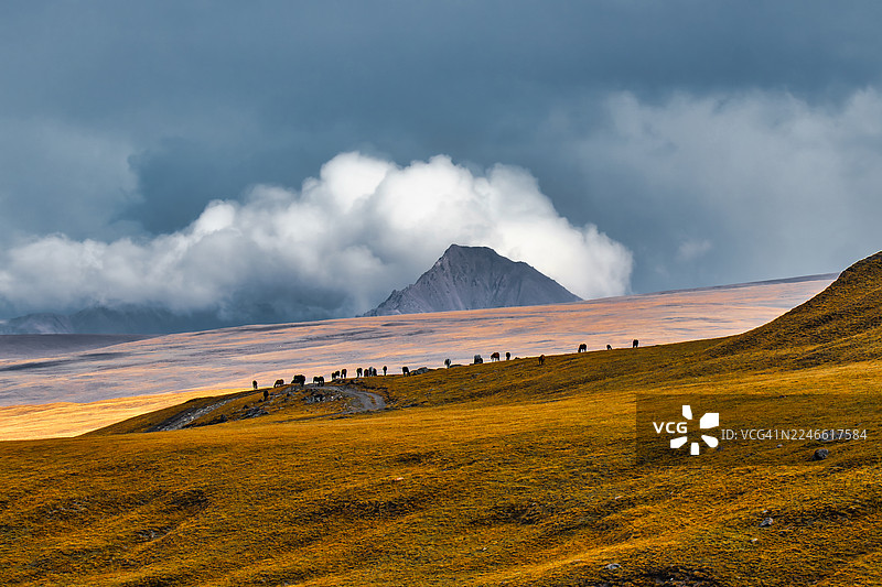 吉尔吉斯斯坦高海拔金色草原（Jailoo）上壮观的马群景象，背景是乌云和远处的山峰。图片素材