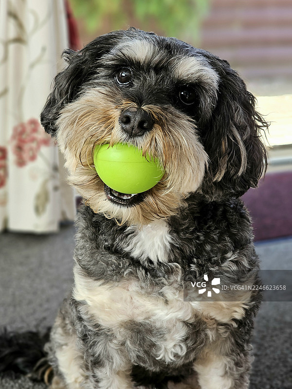 一只卡瓦普犬和它的球图片素材