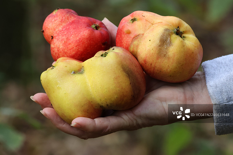 一个人手中握着三颗最奇特的双生苹果，学名：Malus x domestica。图片素材