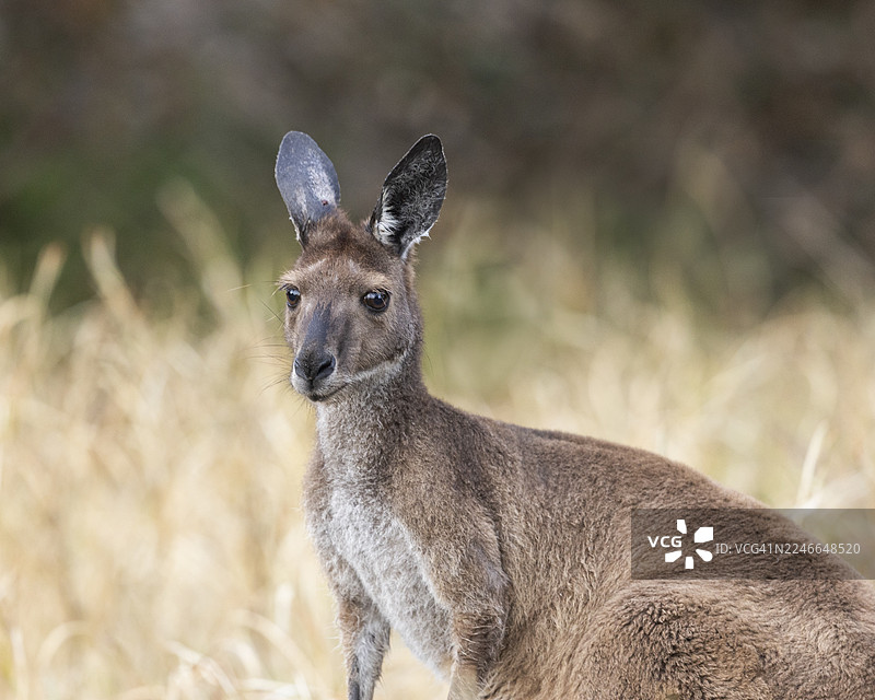 袋鼠图片素材