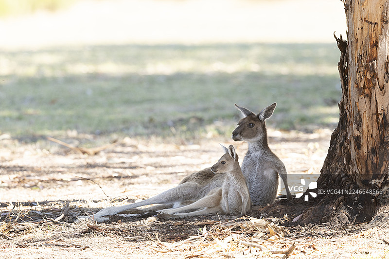 袋鼠和袋鼠宝宝图片素材