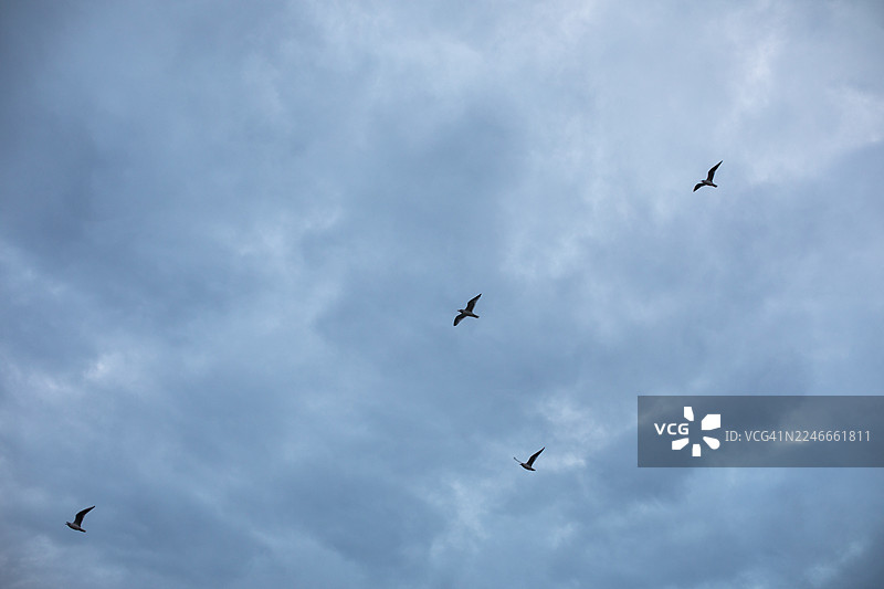 海边，飞翔的鸟儿图片素材