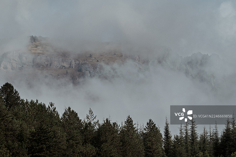 雾气缭绕山脊与常绿树木组成的阿尔卑斯森林景观图片素材