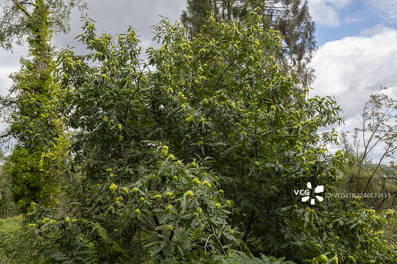 初秋时节，甜栗（欧洲栗）树上结满了带刺的绿色种壳图片素材
