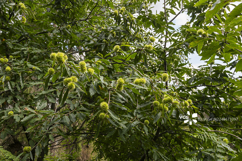 初秋时节，甜栗（欧洲栗）树上挂着多刺的绿色壳斗图片素材