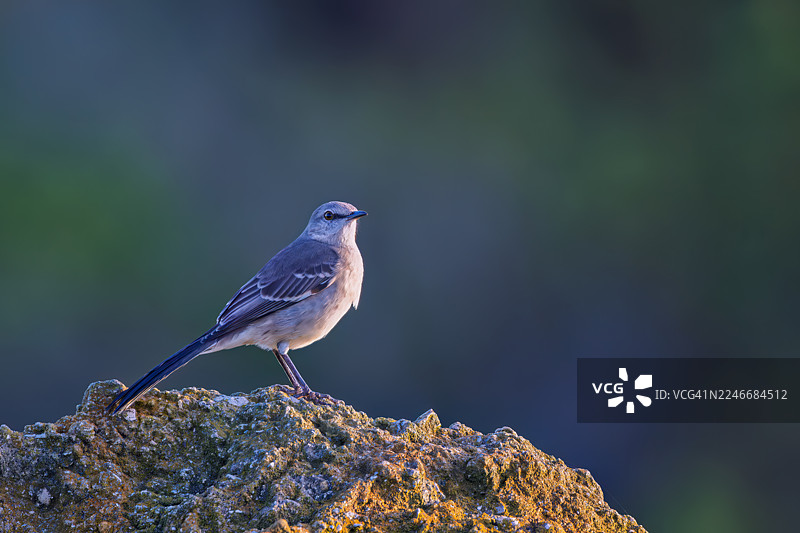 一只北方嘲鸫栖息在佛罗里达州蓬塔戈尔达附近的巴布考克野生动物管理区一块大岩石上图片素材