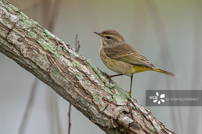 一只棕榈林莺栖息在佛罗里达州庞塔戈尔达附近巴布科克野生动物管理区的树枝上图片素材