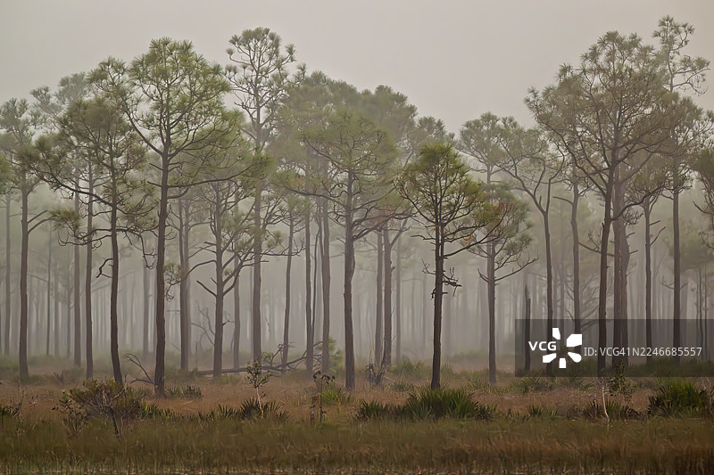 佛罗里达州蓬塔戈尔达附近巴布科克野生动物管理区的松树林中的雾气弥漫的早晨图片素材