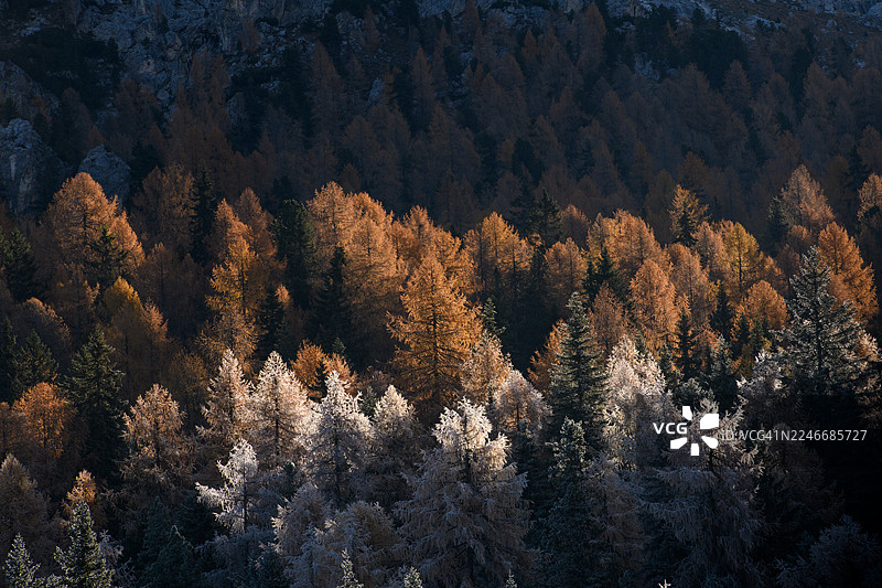 秋季的落叶松林被霜覆盖图片素材