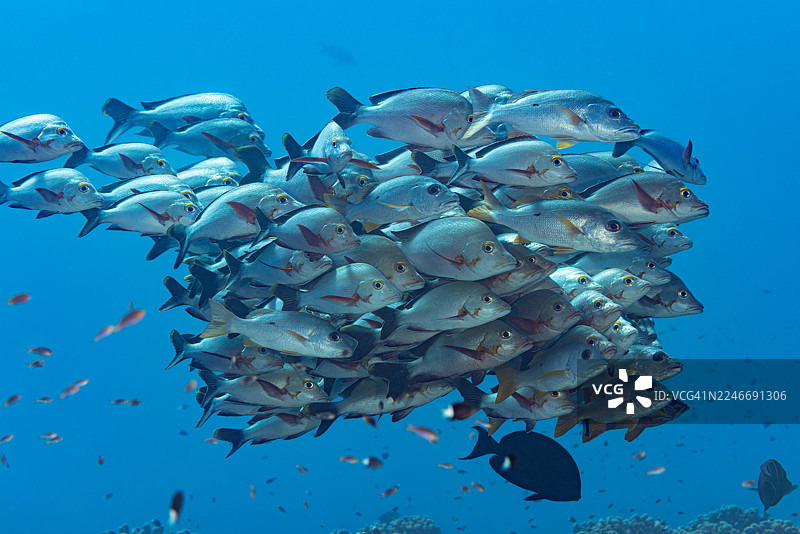 法国波利尼西亚图阿莫图环礁迪凯豪图赫伊海峡的红鳍笛鲷鱼群图片素材