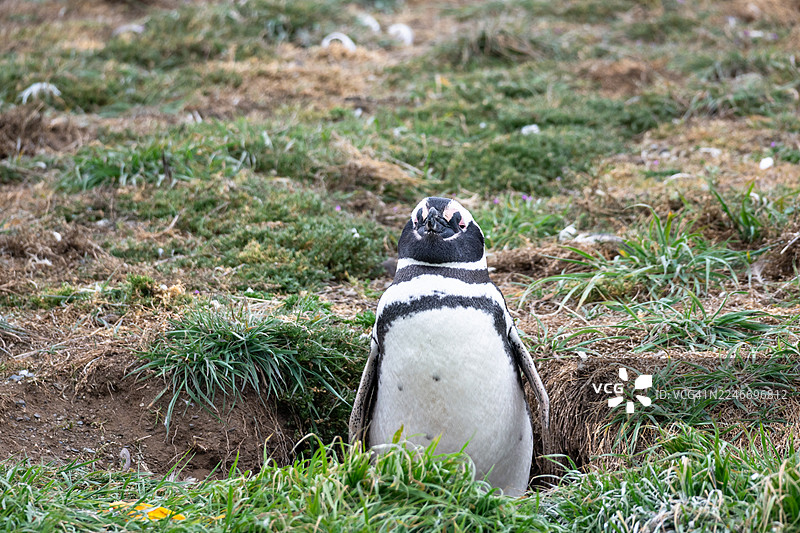 智利马格达莱纳岛企鹅在巢穴中图片素材