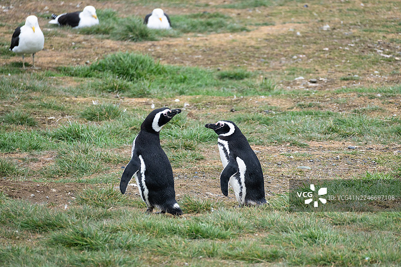 智利马格达莱纳岛的企鹅图片素材