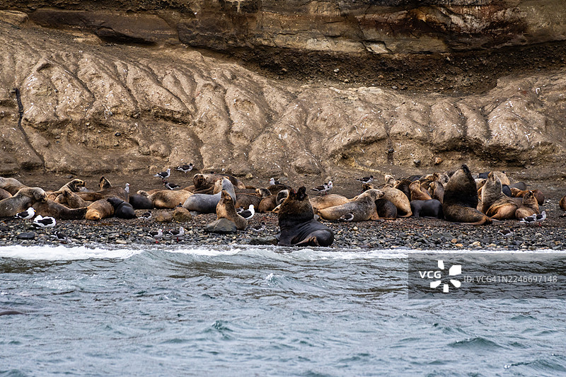 智利蓬塔阿雷纳斯附近的马塔岛上的海狮图片素材