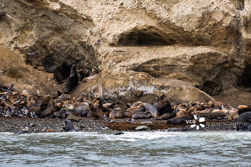 智利蓬塔阿雷纳斯附近的玛塔岛上的海狮图片素材