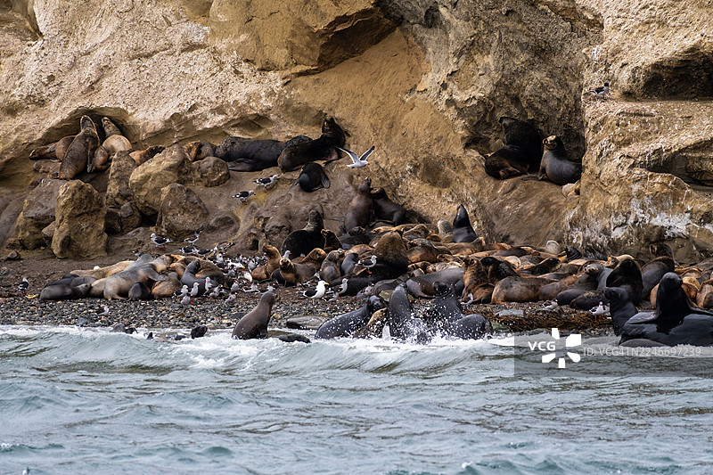 智利蓬塔阿雷纳斯附近的马塔岛上的海狮图片素材