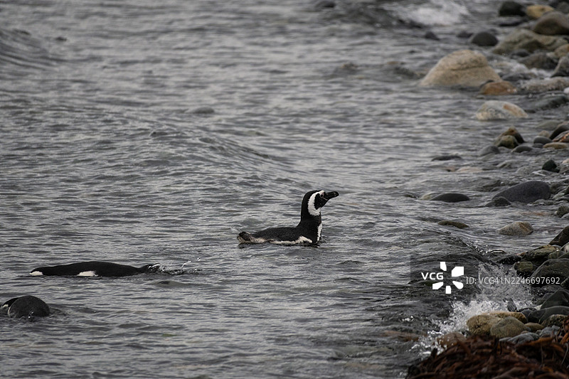 智利马格达莱纳岛的游泳企鹅图片素材