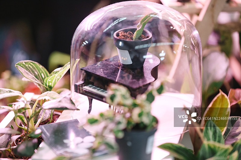 保护自然，拯救人类。当地生态节上的玻璃生态瓶，内有绿植和迷你钢琴图片素材