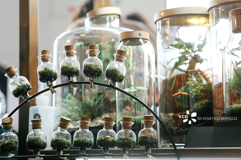 保护自然概念。当地生态节上的微型瓶子——玻璃生态瓶——装着绿植和苔藓图片素材