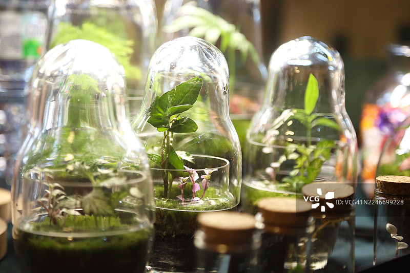 保护自然概念。在当地生态节上的绿色植物和苔藓玻璃生态瓶图片素材