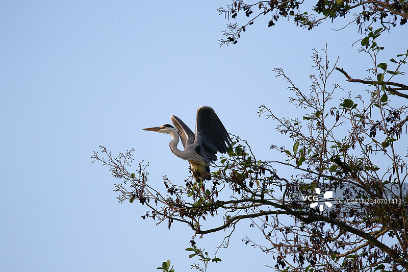 灰鹭张开翅膀在蔚蓝的天空中飞翔图片素材