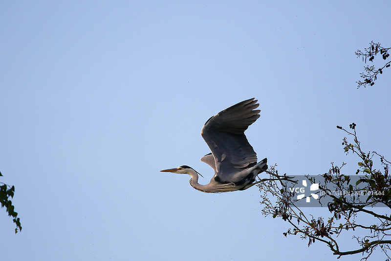 灰鹭张开翅膀在晴朗的蓝天下飞翔图片素材