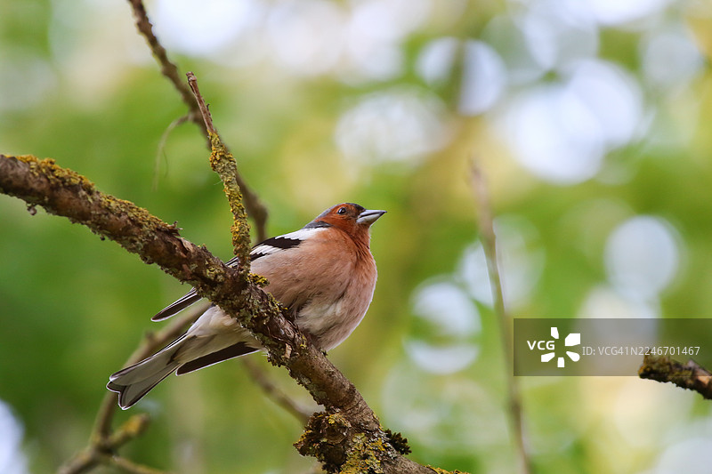 一只雄性燕雀栖息在生机勃勃的春季森林中覆盖着苔藓的树枝上图片素材
