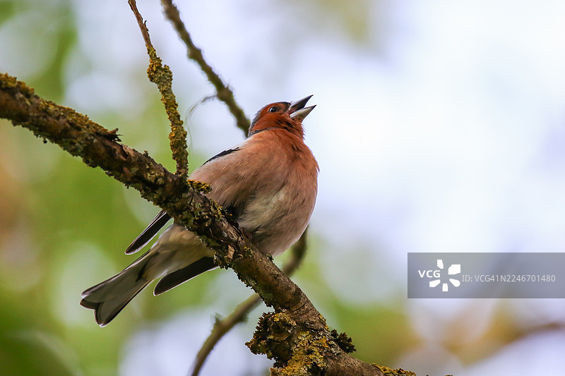 一只雄性燕雀栖息在生机勃勃的春季森林的苔藓枝头图片素材