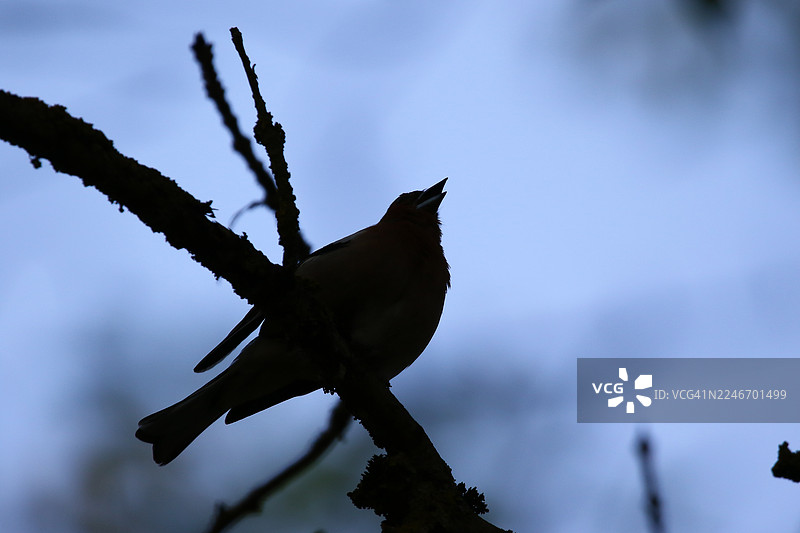 栖息在苔藓枝头的雄性普通鹪鹩剪影，背景是生机勃勃的森林图片素材